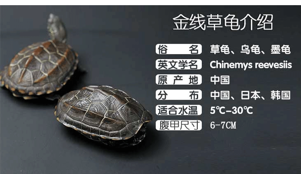 易萌中华草龟小乌龟活体外塘草龟长寿龟宠物水龟金线龟活物龟68cm一只