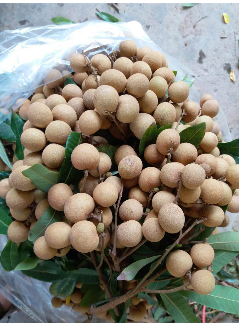 【顺丰】新鲜石硖龙眼 广东茂名高州特产 农家种植龙眼新鲜水果龙眼