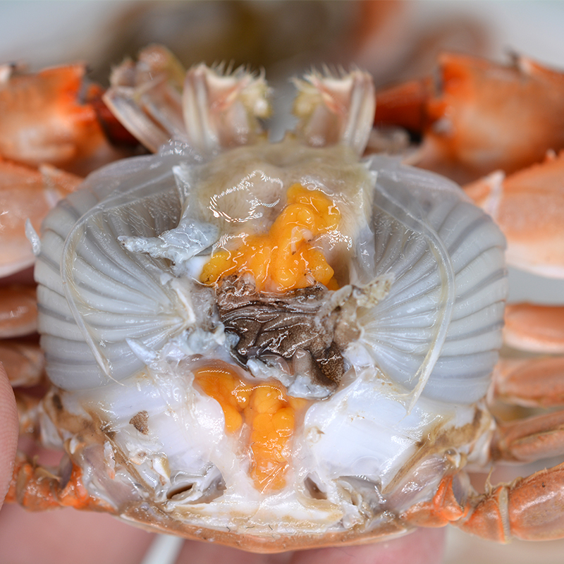【活鲜】三山蟹岛 渤海湾烟台鲜活花盖蟹螃蟹铁脚蟹 石蟹 500g 海鲜