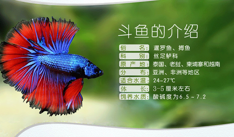 易萌活体斗鱼狮王马尾半月斗鱼小型观赏鱼热带鱼淡水鱼斗鱼缸套餐渔捞