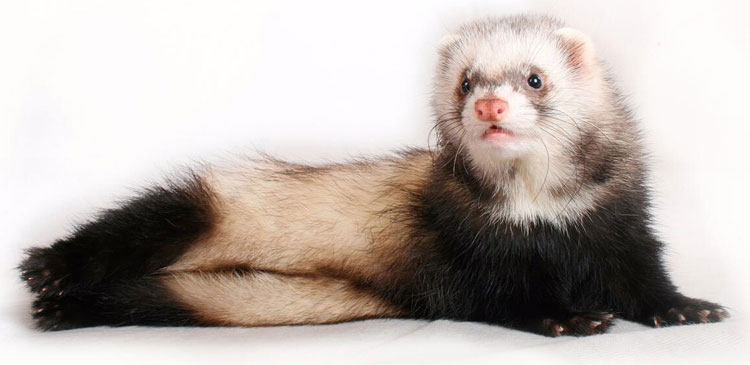 活体宠物貂丹麦安哥鲁雪貂新奇特安格鲁萌宠 火焰色