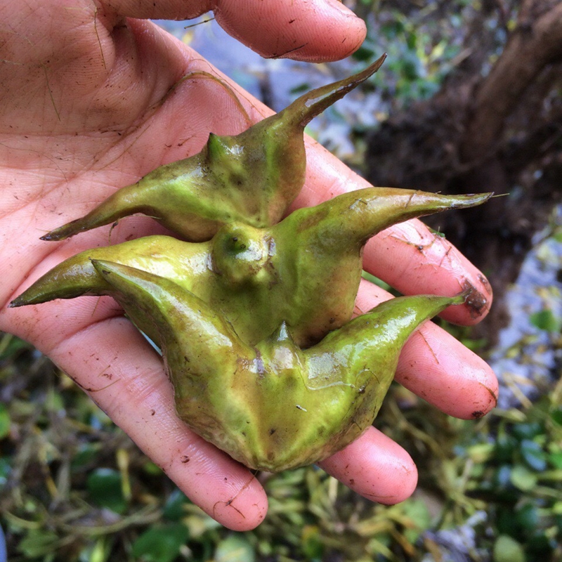 新鲜 湖里 老菱角米 带壳 青菱角 凌角 棱角 生鲜 红菱角蔬菜水栗 lj