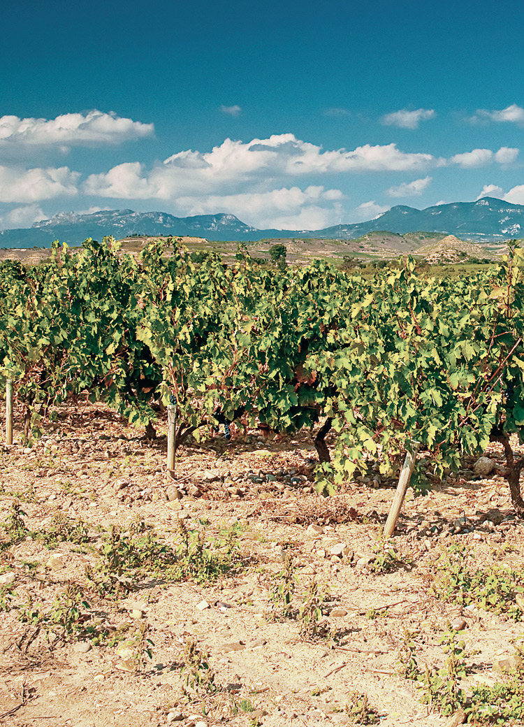 镇店之宝 西班牙原瓶进口红酒DO级 马赛特酒庄