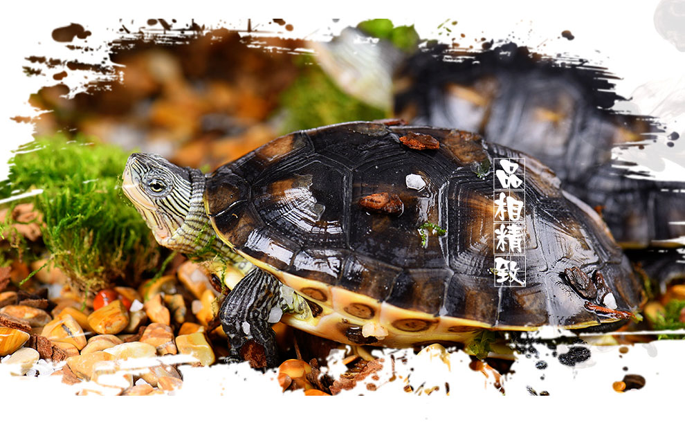 宝熙 活体六线台湾草龟小花龟苗宠物活体龟珍珠龟宠物2cm以上水龟观赏