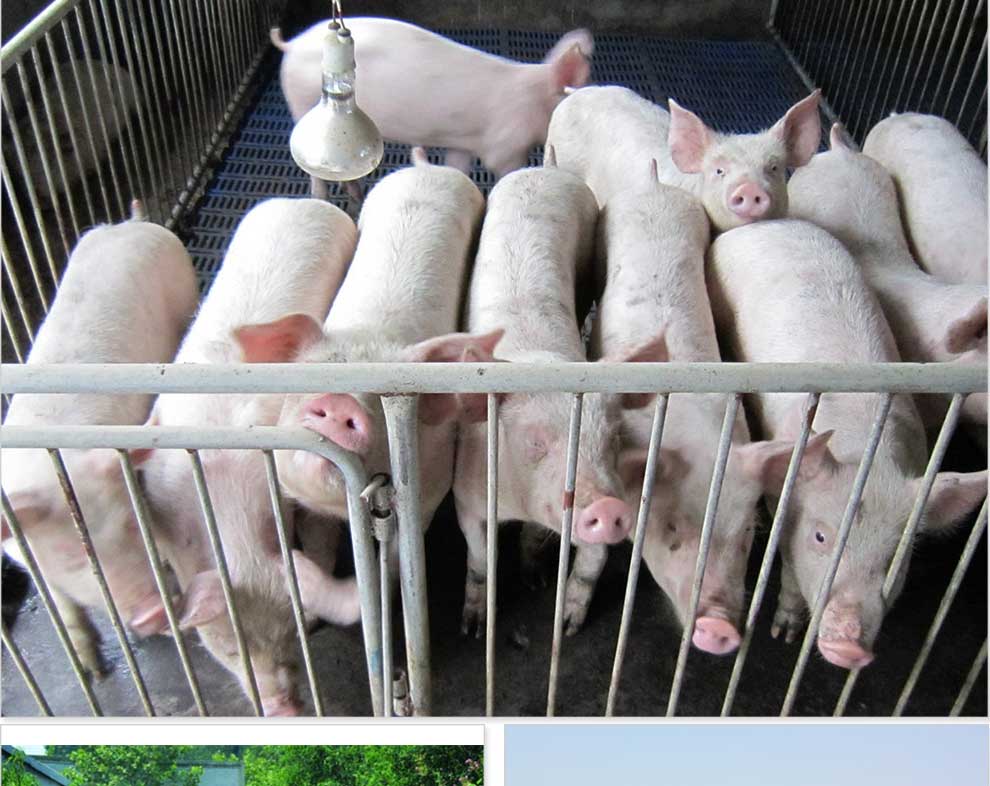 约克(york) 约克 电动赶猪器 赶猪棍 电猪棍 赶猪棒 电赶猪拍 80cm长