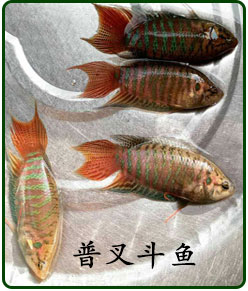 野外捕捞 热带鱼观赏鱼淡水鱼活体 普叉斗鱼活