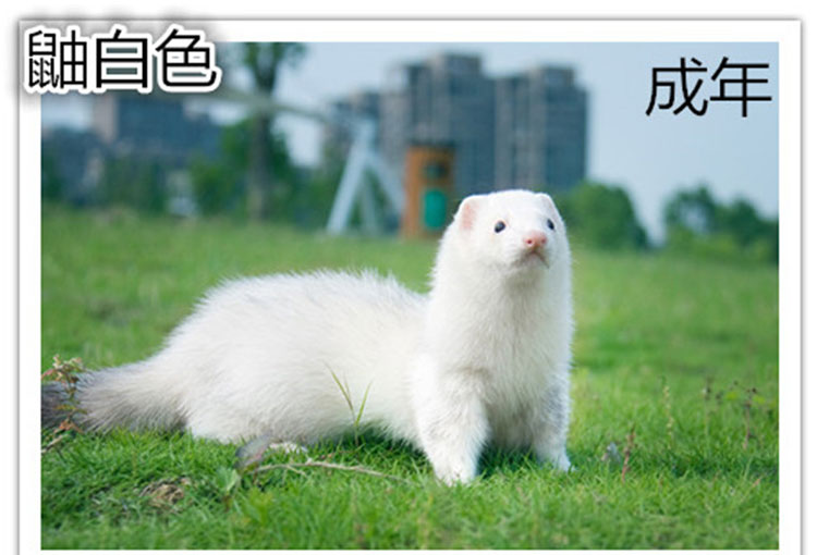 活体宠物貂丹麦安哥鲁雪貂新奇特安格鲁萌宠 火焰色