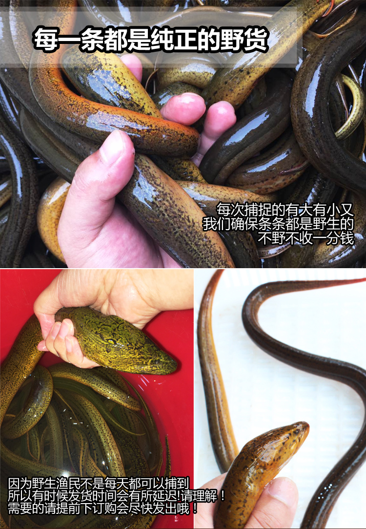 品鲜肴 自然生长ye生野黄鳝/长鱼/鳝鱼(净膛前)500g 1斤称6-8条现杀