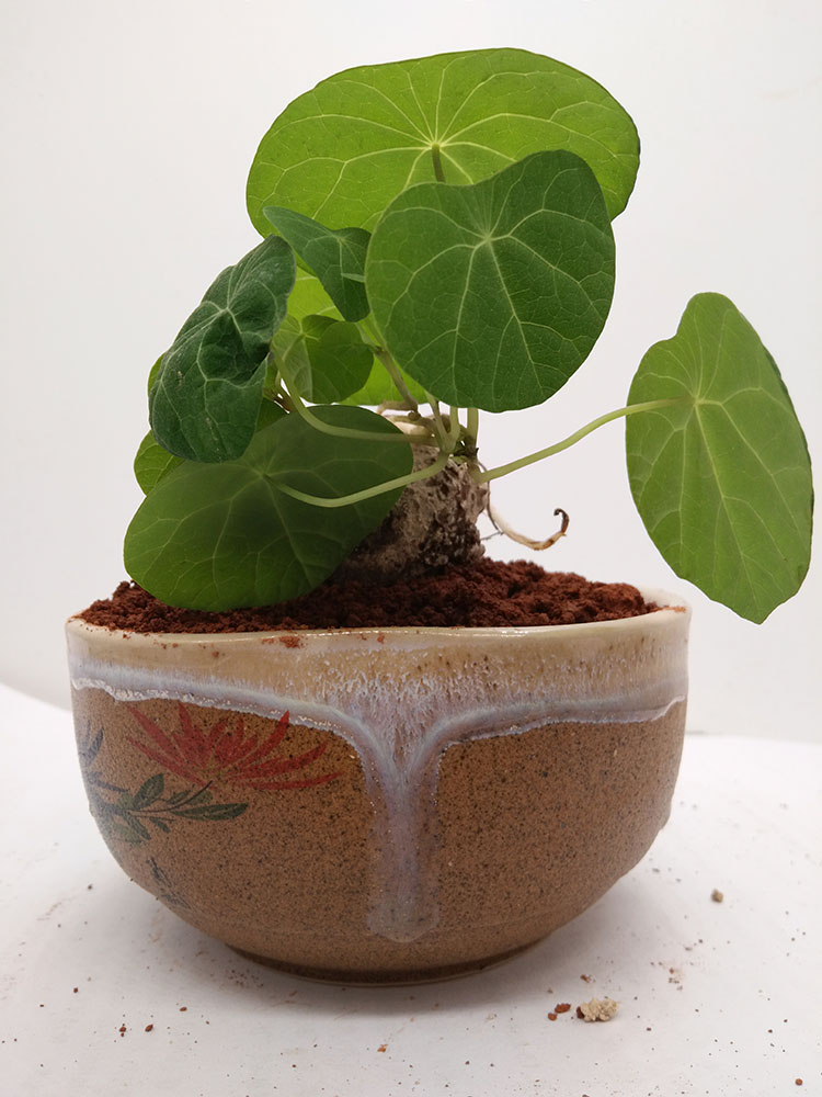 多肉招财龟 山乌龟 奇特植物盆栽 防辐射吊兰净化空气盆景 爬藤绿植