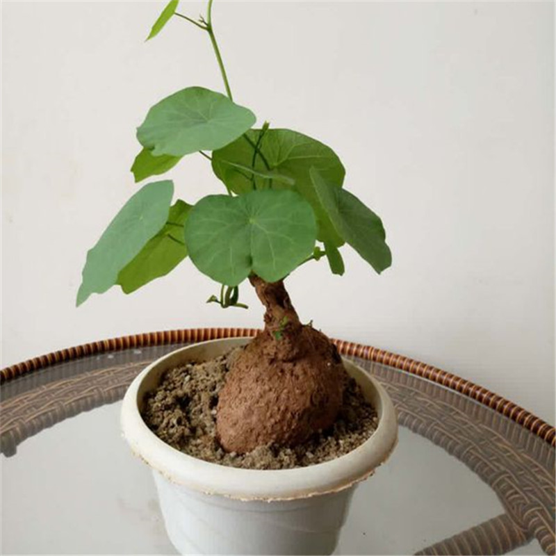 多肉招财龟 山乌龟 奇特植物盆栽 防辐射吊兰净化空气盆景 爬藤绿植