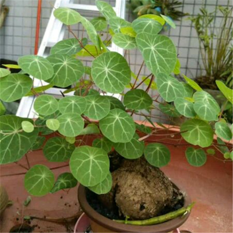 招财龟14厘米       特大球16-18厘米左右  超