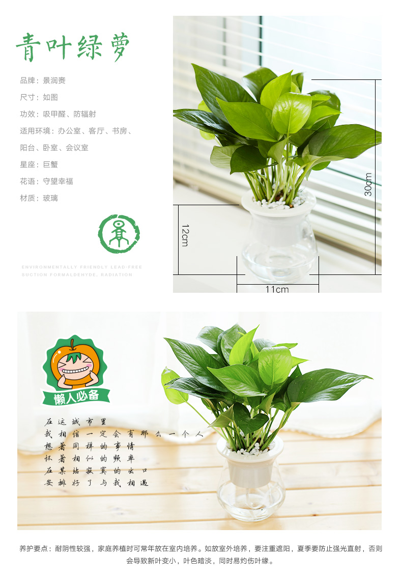 景润赉(jingrunlai) 富贵竹水培植物盆栽 栀子花绿萝绿植盆栽盆景文竹