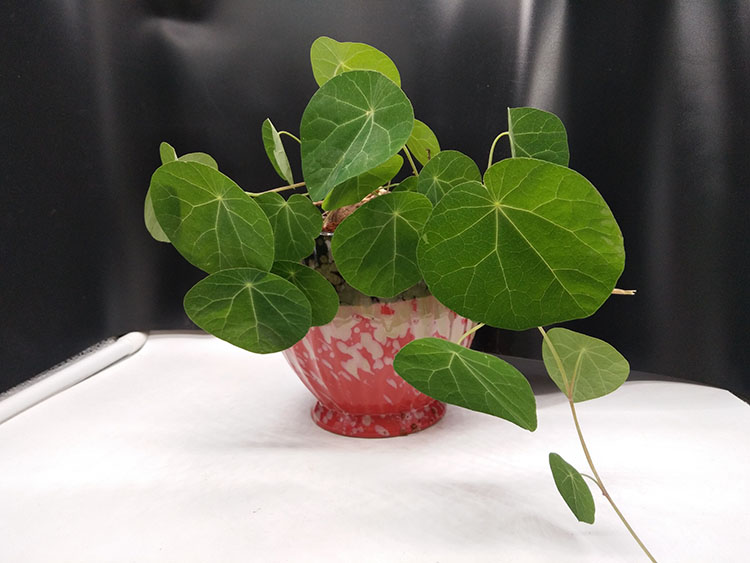 多肉招财龟 山乌龟 奇特植物盆栽 防辐射吊兰净化空气盆景 爬藤绿植