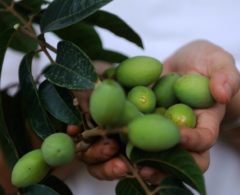 博多客 青橄榄 青果 新鲜 水果 青橄榄果 沙榄白榄 d 500g