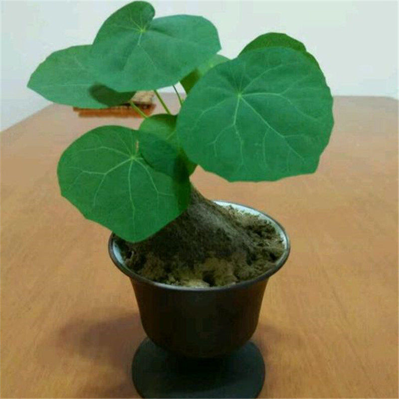 招财龟14厘米       特大球16-18厘米左右  超