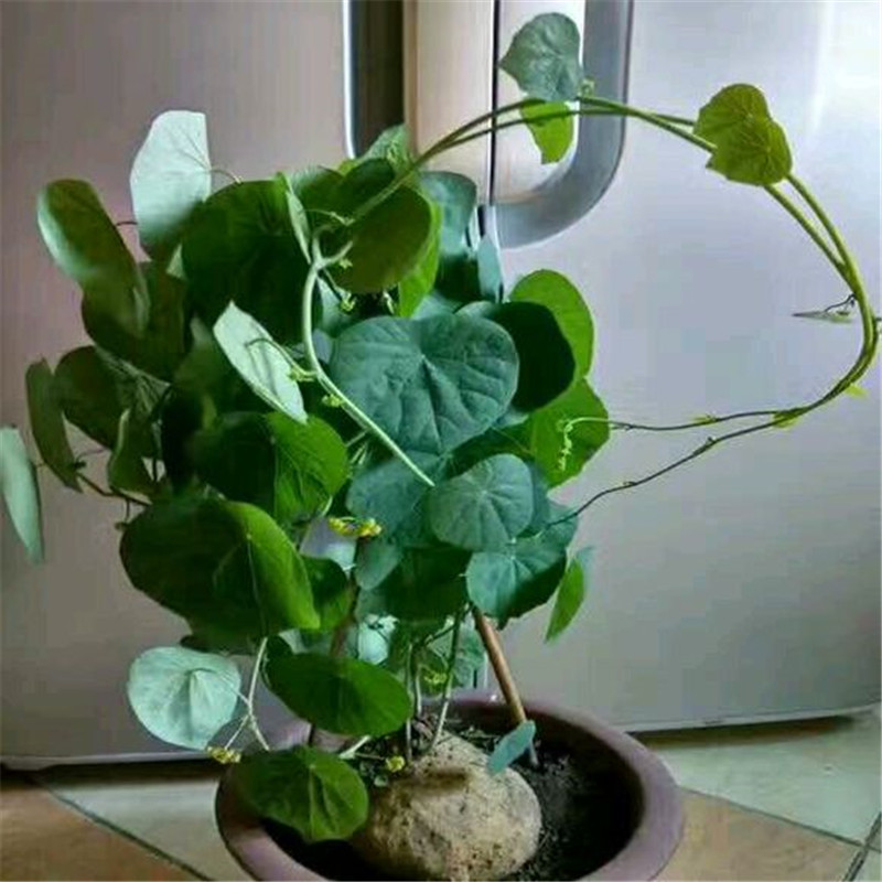 招财龟14厘米       特大球16-18厘米左右  超