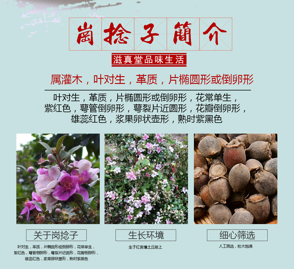 滋真堂 岗捻子 岗念根 干山稔根 桃金娘果 豆稔果 岗捻子500克