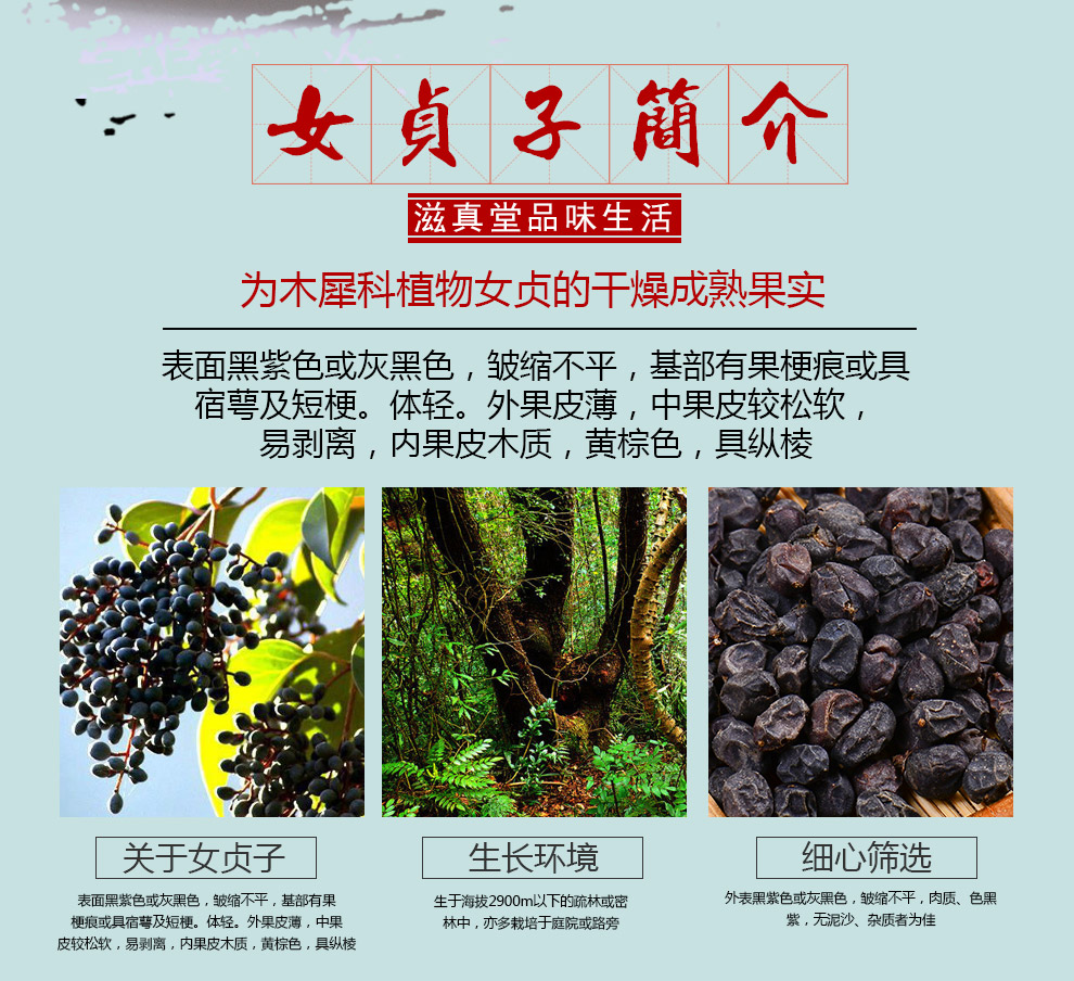 滋真堂 女贞子 泡酒料 冬青子 蜡树女贞子 女贞子 搭配锁阳肉苁蓉