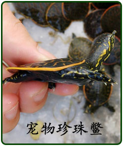 野外捕捞 热带鱼观赏鱼淡水鱼活体 普叉斗鱼活