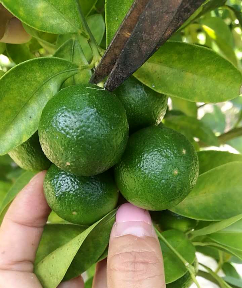 海南青金桔 新鲜小青桔小金桔酸橘子桔子 大果 饮料用 qt 1.5kg