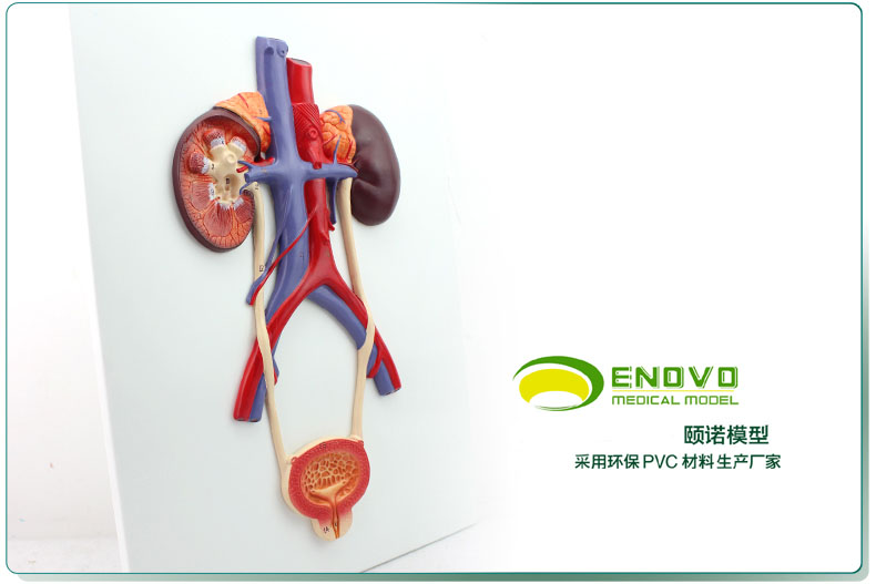 颐诺人体泌尿系统模型输尿管膀胱尿道模型肾解剖模型人体膀胱模型医学