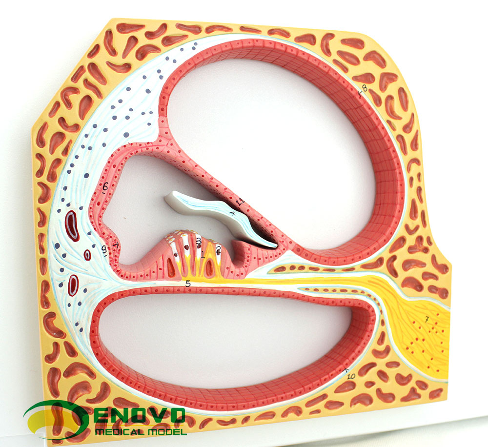颐诺 体螺旋器corti器科蒂氏器官耳鼻喉科耳朵解剖医生使用模型 外耳