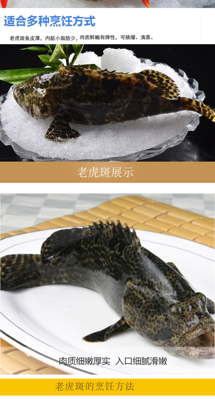 活鲜京鲜生鲜活老虎斑龙胆鱼700800g1条