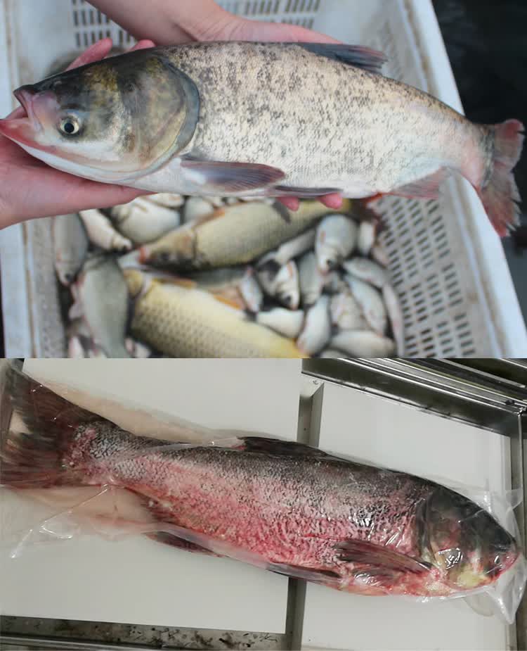品鲜肴 淡水鱼 生态胖头鱼/花鲢鱼整条 (净膛前)每条约2.5kg