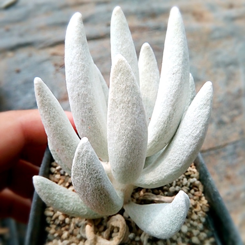 花络阁银月多肉植物多肉办公室室内植物绿植盆栽