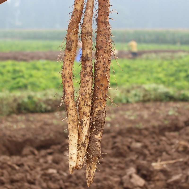 博多客垆土山药铁棍山药河南焦作温县怀山淮山药新鲜蔬菜现挖五斤装