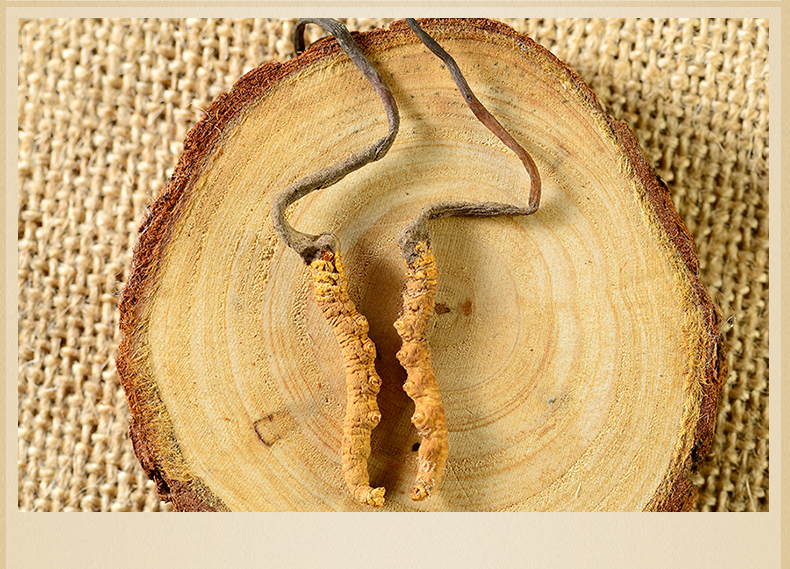 香港位元堂 冬虫夏草 西藏那曲虫草1g