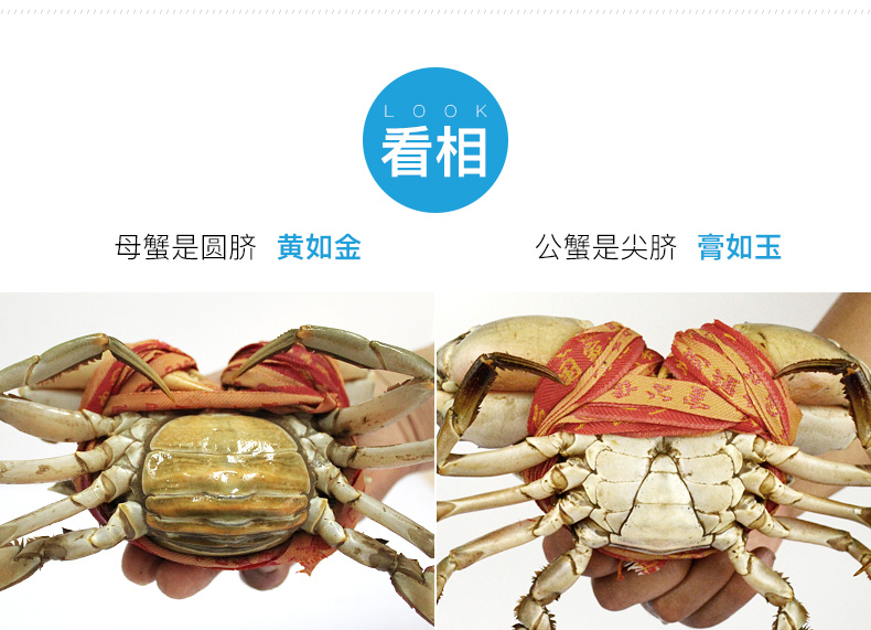 【活鲜】轩品会 浙江鲜活三门青蟹活蟹(公母3-5两/只)海螃蟹公母处子