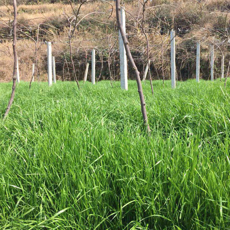 永赐冬牧70黑麦草种子南方北方多年生秋冬季大叶高产牧草养殖黑麦草籽