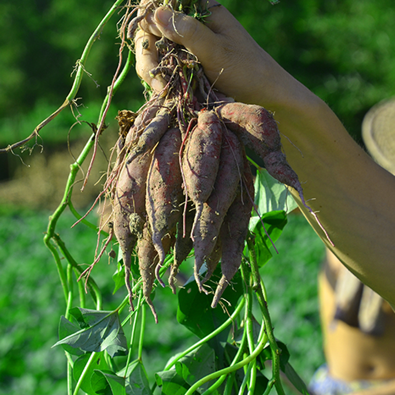 维桑 天目山小香薯 临安小红薯 软糯香甜板栗薯山芋地瓜黄心番薯 5斤