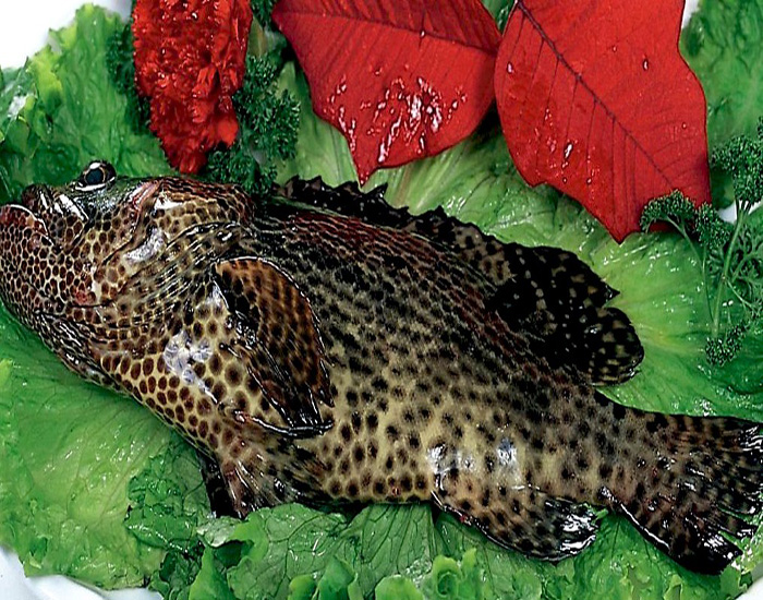 鲜码头 鲜活老虎斑 新鲜老虎斑鱼600g【图片 价格 品牌 报价】-京东商