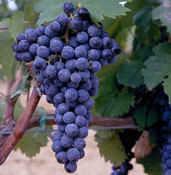 西班牙原装原瓶进口红酒 贝伊娜干红葡萄酒2009 750ml