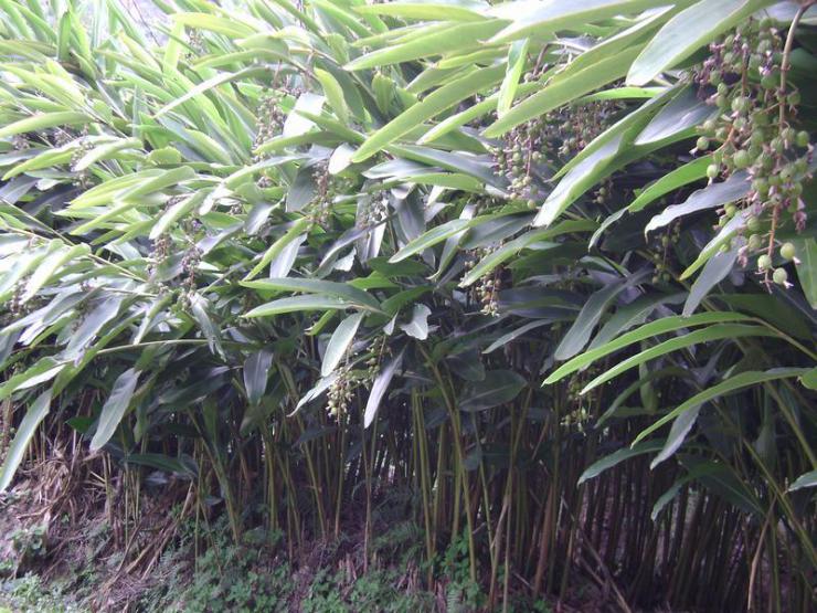 早润砂仁种植后2～3年开花结果,当果实由鲜红色转为紫红色,种子呈黑