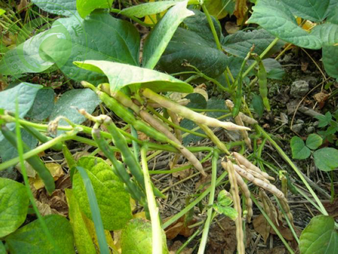 红豆种在地里的样子