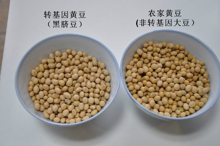 本店农家黄豆(非转基因)vs 转基因黄豆 实拍对比照片