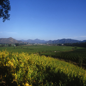 莫莱山谷(maule valley)