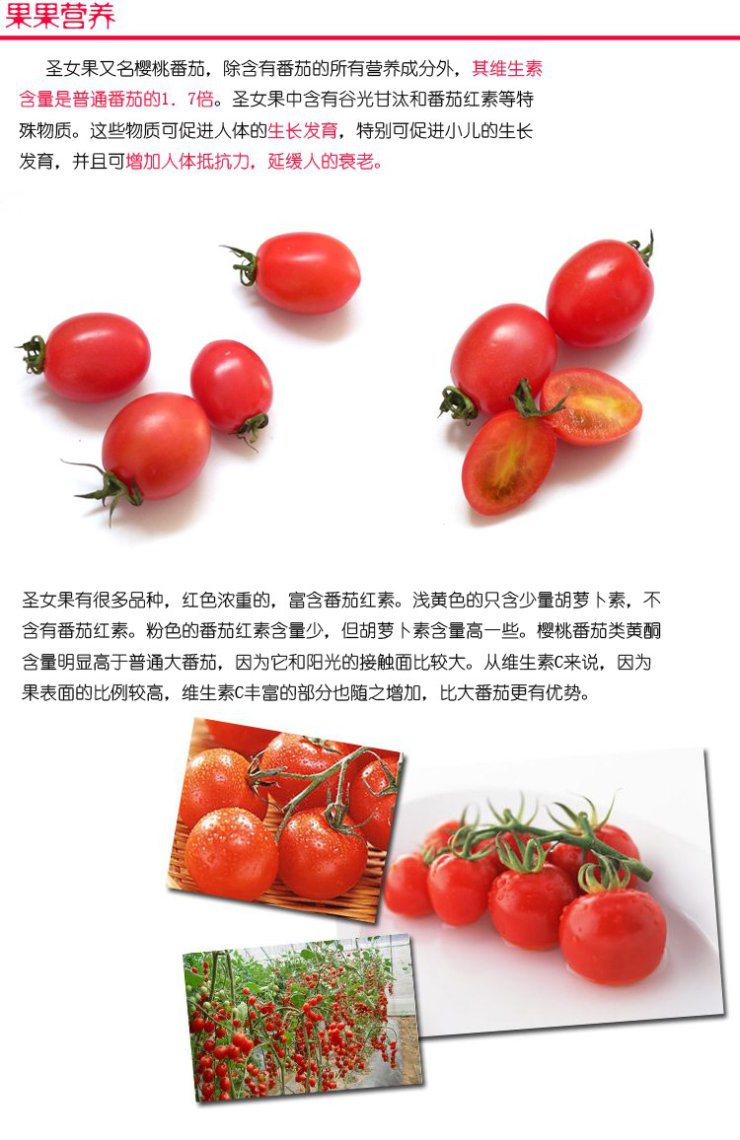 相思果园 海南千禧圣女果2.