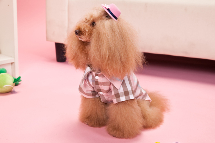 狗狗衣服仿巴宝莉?狗狗衣服布料在哪买