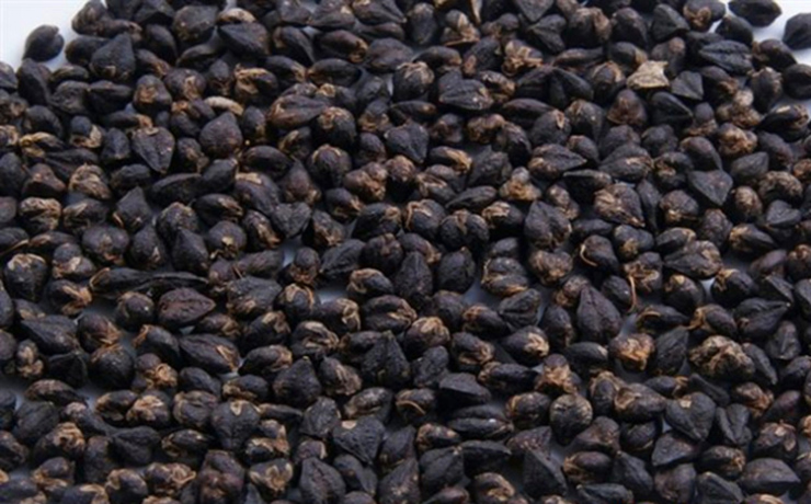 大家肯定经常听说苦荞茶,却不常听说苦荞米吧!