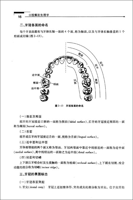 2)舌面与下颌中切牙相似,舌窝浅,舌面隆突窄而突.