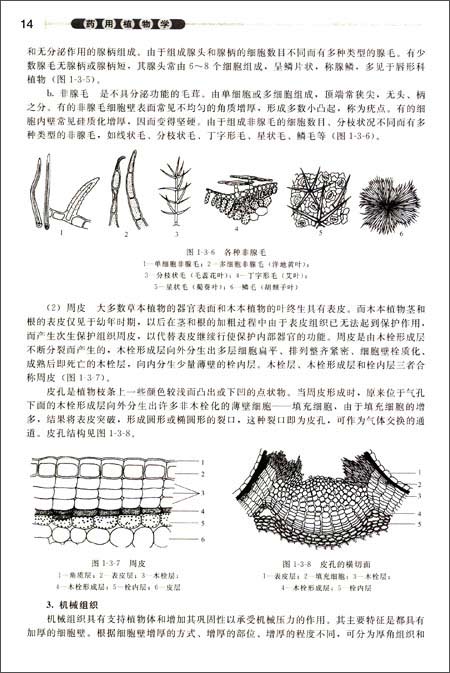 南瓜茎纵切结构图手绘图片