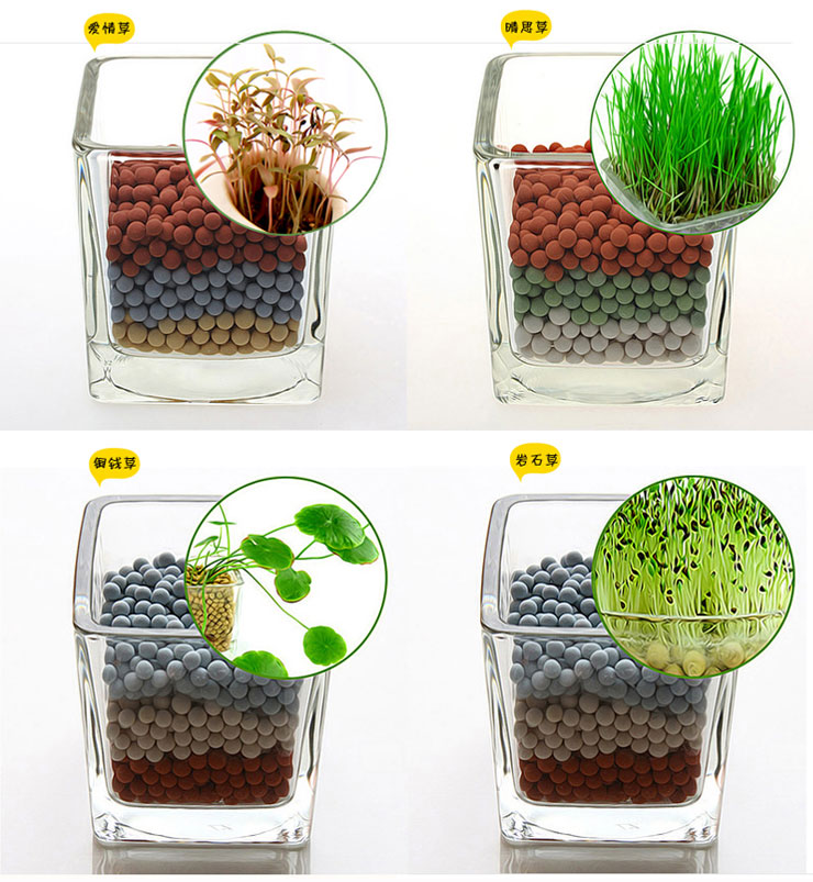 蔚然负离子植栽 陶碳球种植盆栽 爱情草 迷你植物 创意办公室必备 有