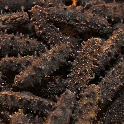 山东特产 金宝来淡干海参b50-80头四排刺500g