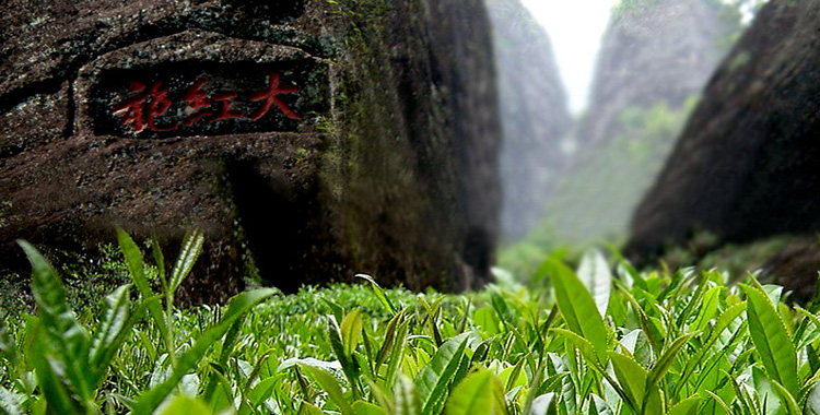 采摘自武夷山原生态自然保护区,大红袍茶树的基本性状和母本相近,因此