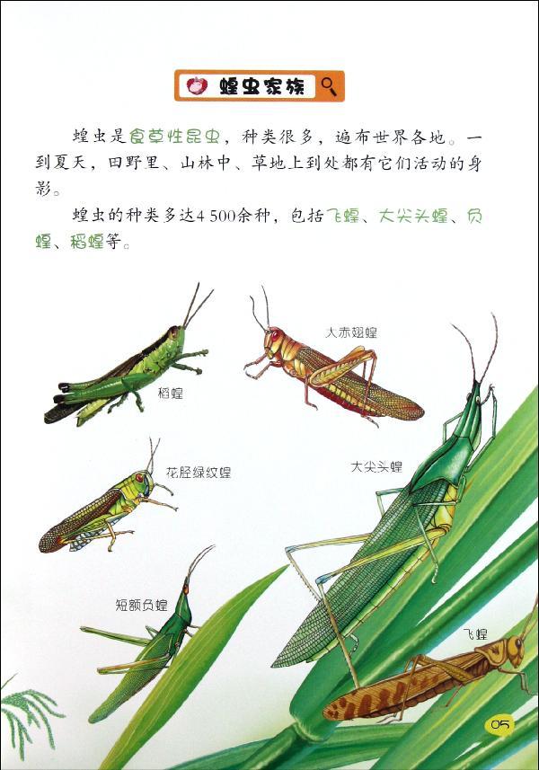 植物毁灭者.蝗虫 神马卡通 少儿 书籍