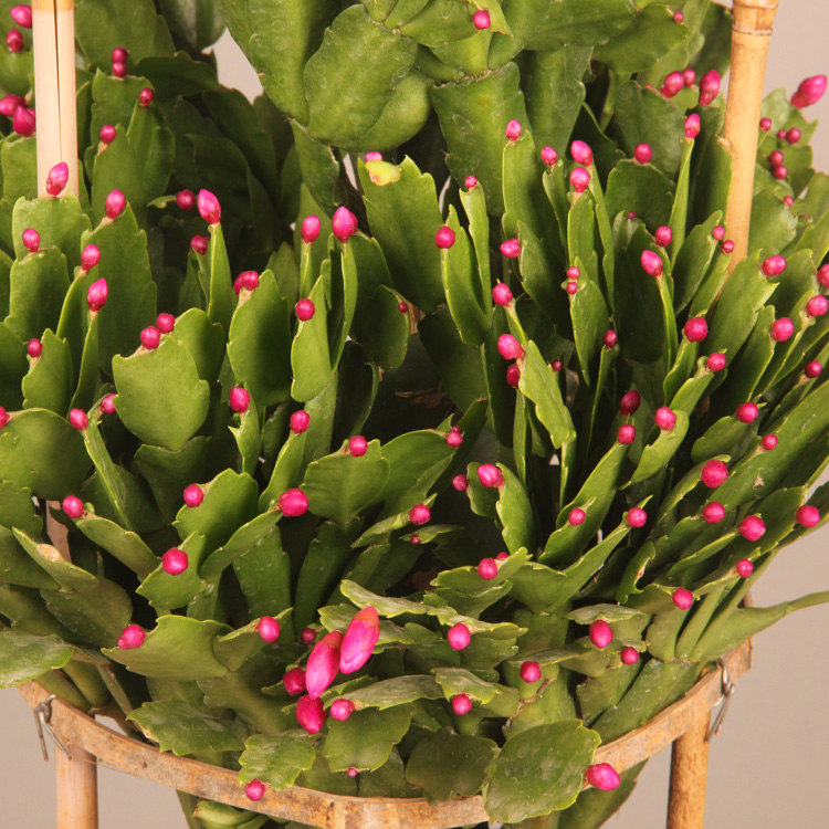 产品名称: 蟹爪兰 蟹爪莲 产品规格:65-70公分左右 产品包含:营养土